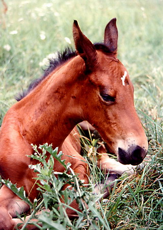 Image_Picture_17.jpg